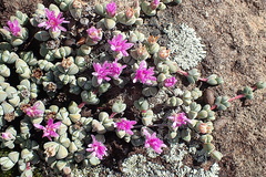 Braunsia maximilianii