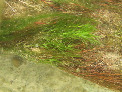 Najas guadalupensis
