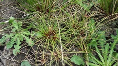 Isolepis prolifera