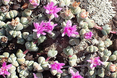 Braunsia maximilianii