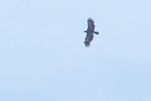 Steppe Eagle