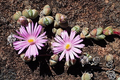 Braunsia maximilianii