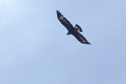 Golden Eagle