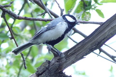 Parus major intermedius