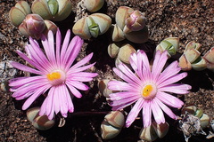 Braunsia maximilianii