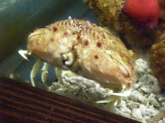 Calappa granulata