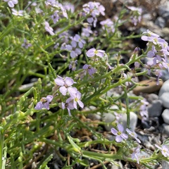 Cakile maritima baltica