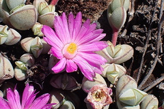 Braunsia maximilianii
