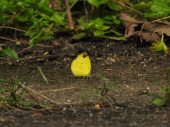 Eurema simulatrix tecmessa