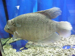 Osphronemus goramy