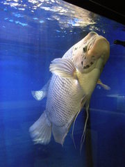 Osphronemus goramy