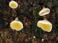 Erioscyphella abnormis