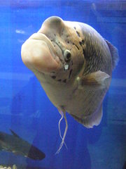 Osphronemus goramy