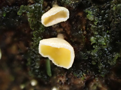 Erioscyphella abnormis