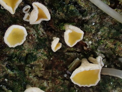 Erioscyphella abnormis