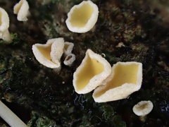 Erioscyphella abnormis