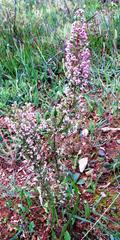 Erica bicolor