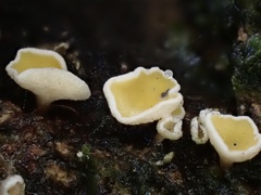 Erioscyphella abnormis