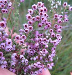 Erica bicolor
