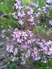 Erica eriocephala