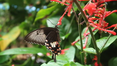 Papilio polytes