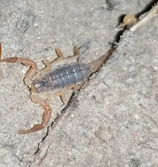 Buthus baeticus
