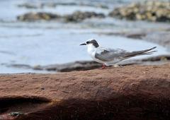 Sterna hirundo hirundo