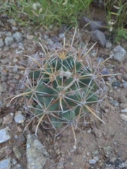 Coryphantha robustispina robustispina