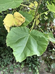 Paulownia tomentosa