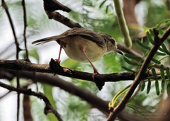 Prinia inornata