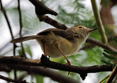 Prinia inornata