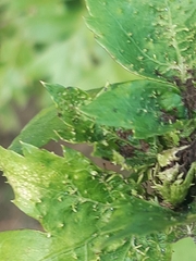Dasineura crataegi