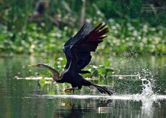 Anhinga melanogaster