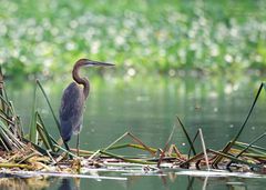 Ardea purpurea