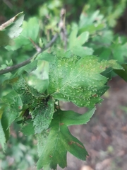 Dasineura crataegi