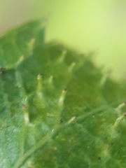 Dasineura crataegi