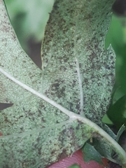 Dasineura crataegi