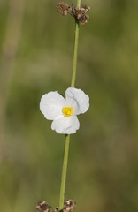 Echinodorus grandiflorus