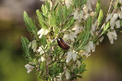 Trichostetha capensis