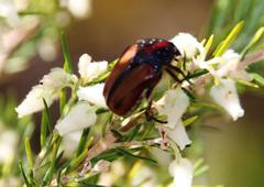 Trichostetha capensis