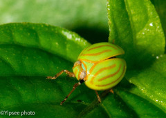 Hemisphaerius interclusus