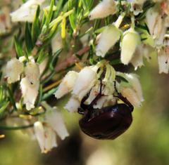 Trichostetha capensis