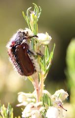 Trichostetha capensis