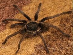 Harpactirella overdijki