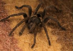 Harpactirella overdijki