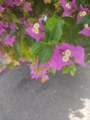 Bougainvillea glabra