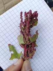 Oxybasis chenopodioides