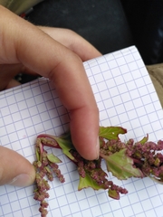 Oxybasis chenopodioides