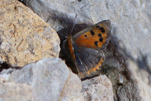 Small Copper