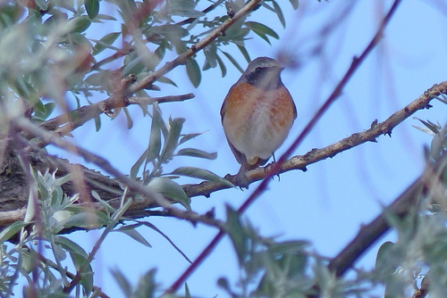 Common Redstart